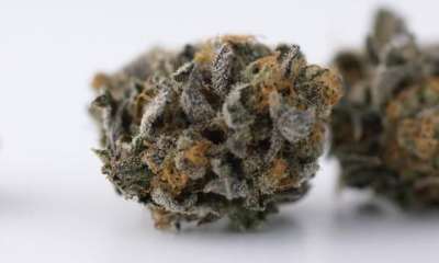 superhero strains